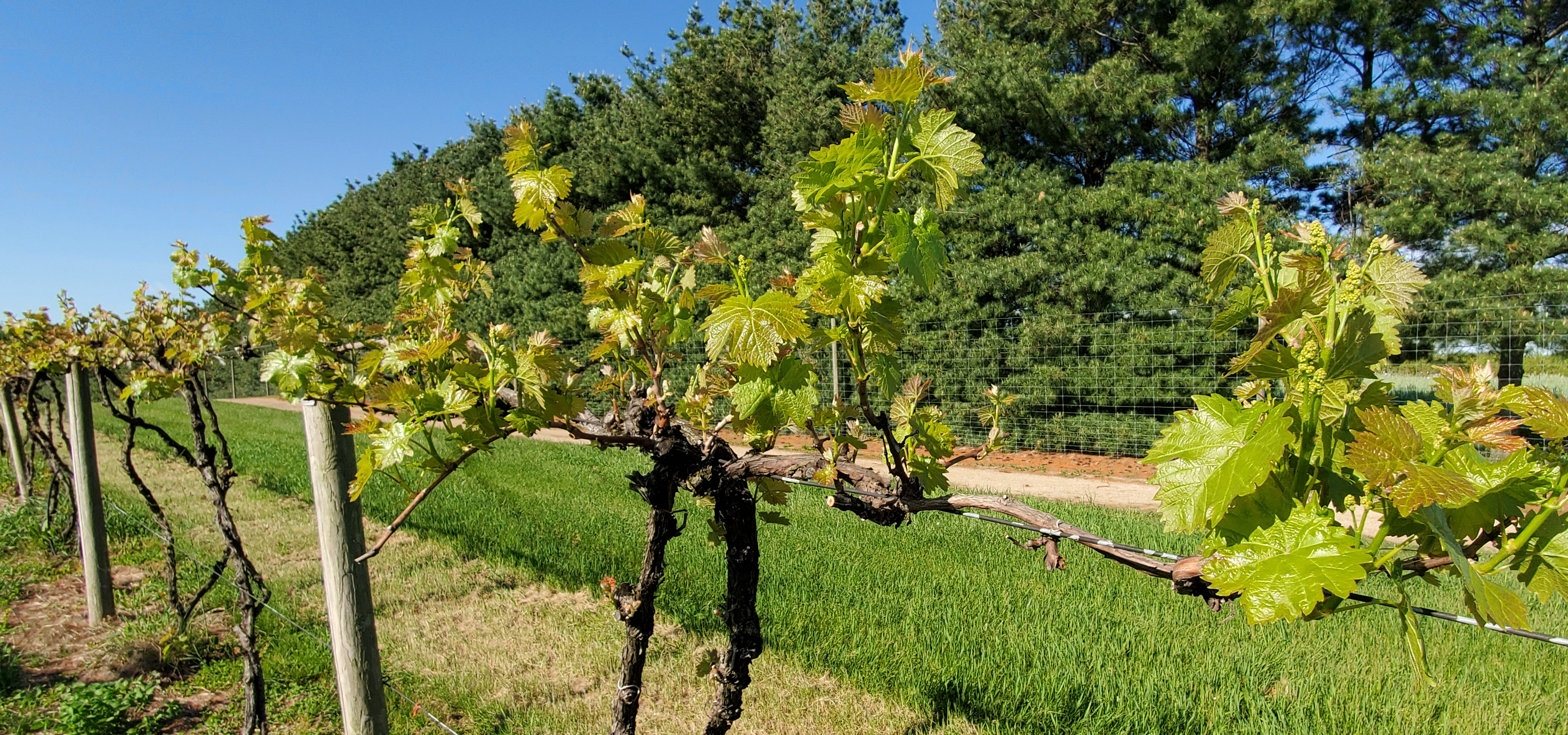 Grape vineyard.